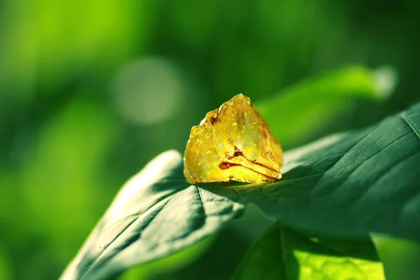 Yaprağın Üzerindeki Yeşil Kurbağa — Stok fotoğraf