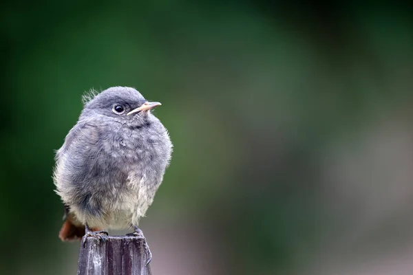 Scenic View Majestic Redstart Nature — Stock Photo, Image