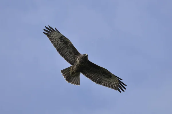 Vue Panoramique Sur Majestueux Prédateur Buzzard — Photo