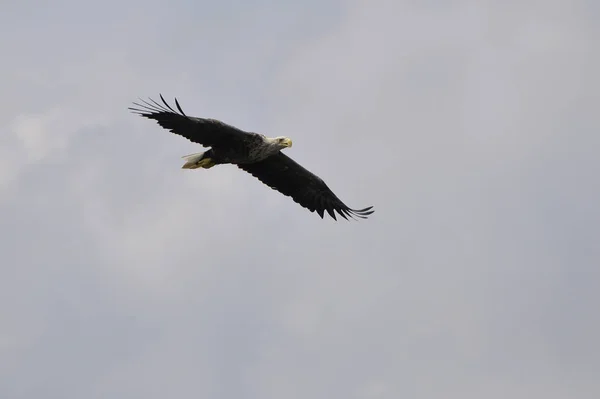 scenic view of beautiful eagle bird at nature