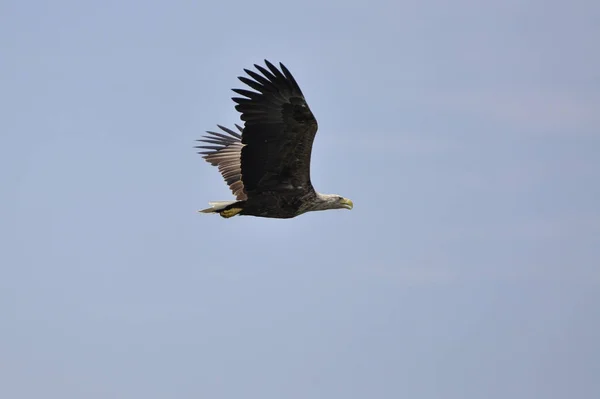 Vista Panorámica Las Aves Águilas Naturaleza — Foto de Stock