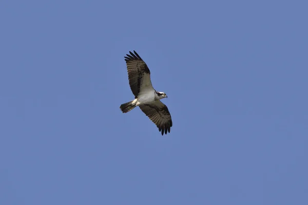 Vista Cênica Belo Pássaro Osprey — Fotografia de Stock