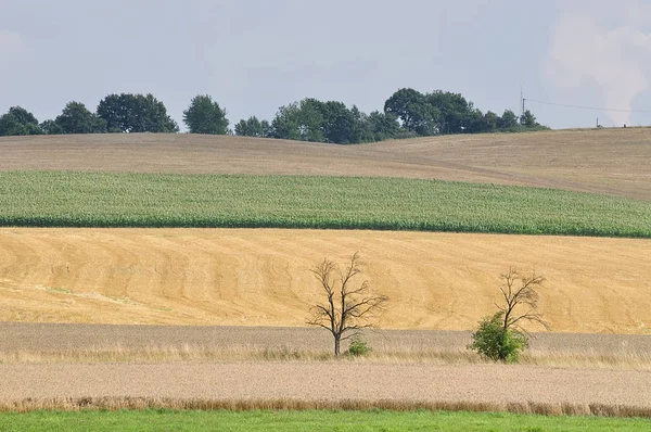 Getreideernte Mit Baum — Stockfoto