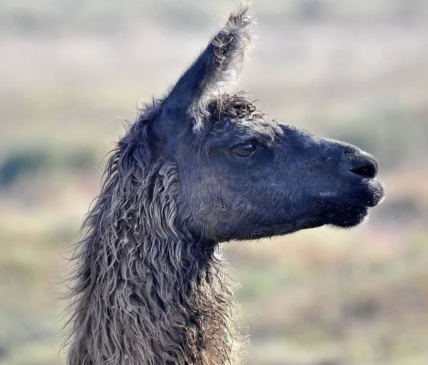 Lama Animal Rolig Lång Hals Djur — Stockfoto
