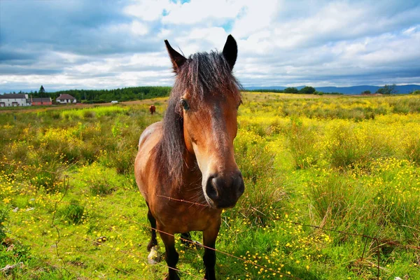 Krásný Kůň Skotských Letních Polích — Stock fotografie