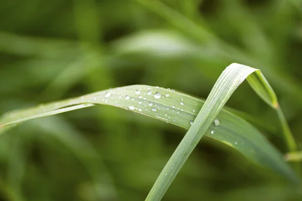 Morning Dew Green Leaves — Stock Photo, Image