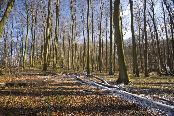 Днем Флора Диких Лесов — стоковое фото