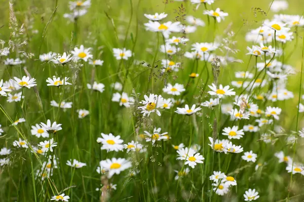 Daisies Flowers Petals Summer Flora — Stock Photo, Image