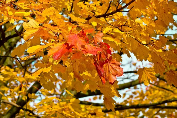 Herbstblätter Hintergrund Nahaufnahme — Stockfoto
