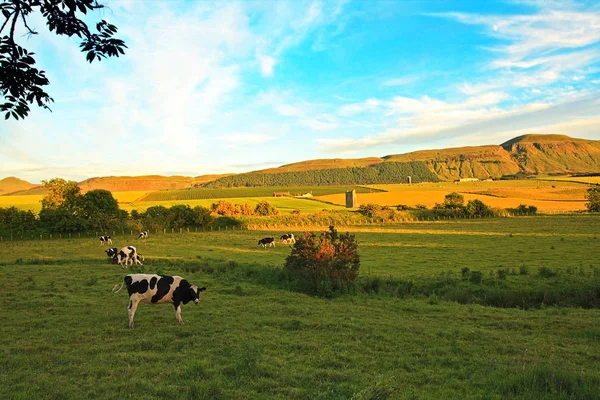 Hermoso Paisaje Escocés Con Vacas — Foto de Stock