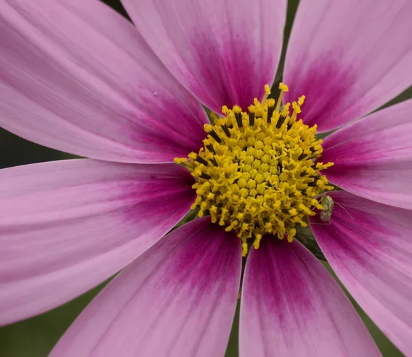 Розовый Пурпурный Космический Цветок Крупным Планом — стоковое фото