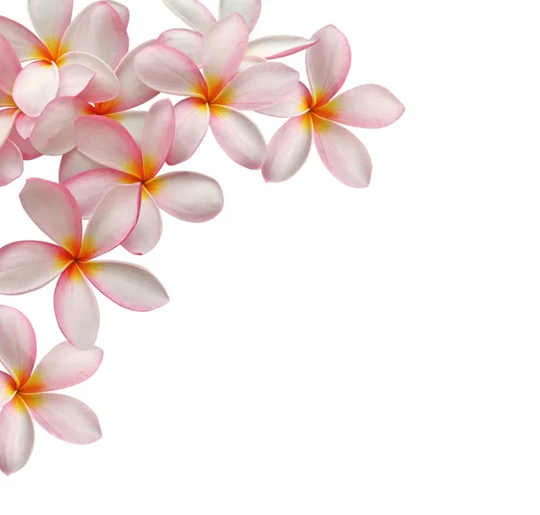 stock image frangipani, plumeria flower petals 