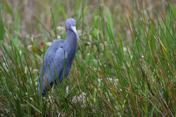 自然の中でのヘロン鳥の景観 — ストック写真