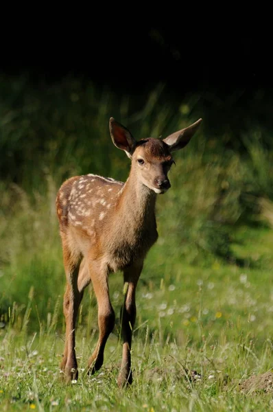 Nature Fauna Wildlife Deer Animal — Stock Photo, Image