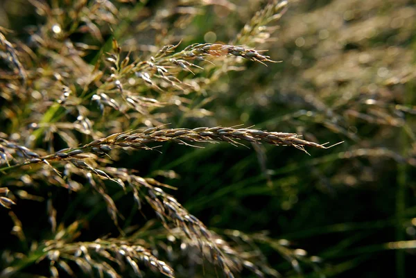 Vacker Botanisk Skott Naturliga Tapeter — Stockfoto