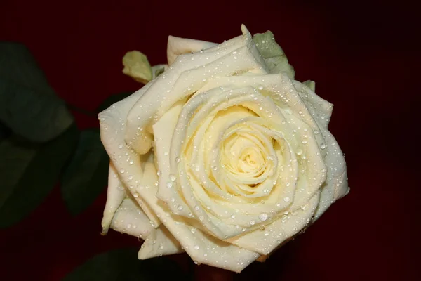 Rosa Con Gotas Agua — Foto de Stock