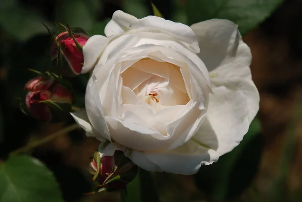 Pétales Fleurs Rose Anglais Plantes Jardin — Photo