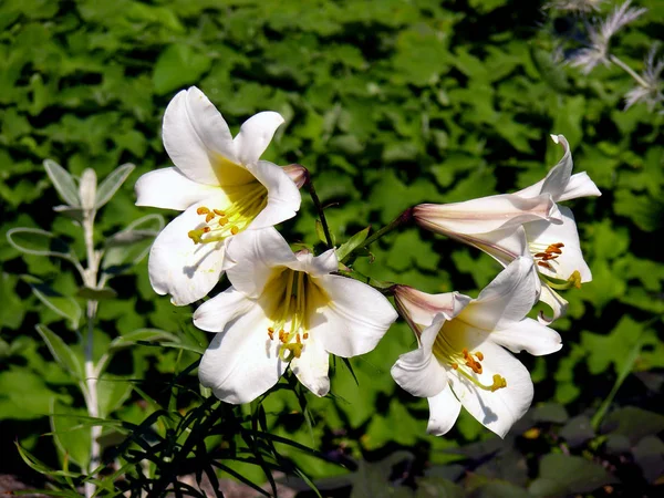 Вид Крупным Планом Прекрасный Цветок Лилии — стоковое фото