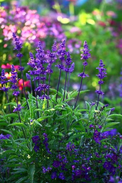 Aromatische Lila Blüten Violetter Lavendel — Stockfoto