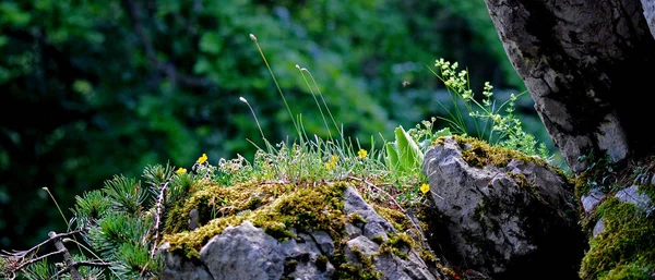 Olika Blommor Selektivt Fokus — Stockfoto