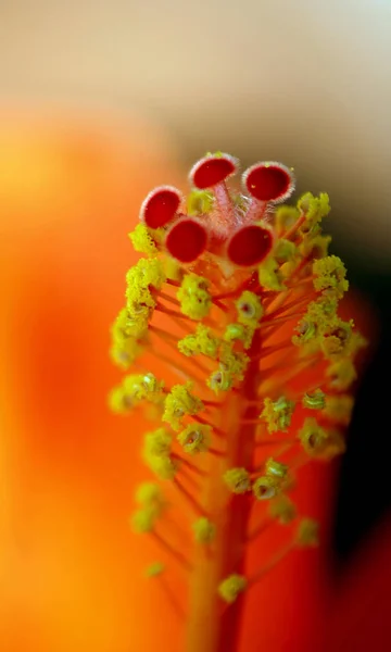 Vue Rapprochée Belle Fleur Lys — Photo