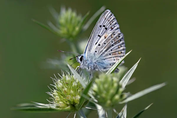 Azul Plateado Poliomio Coridon Nmale Moths — Foto de Stock