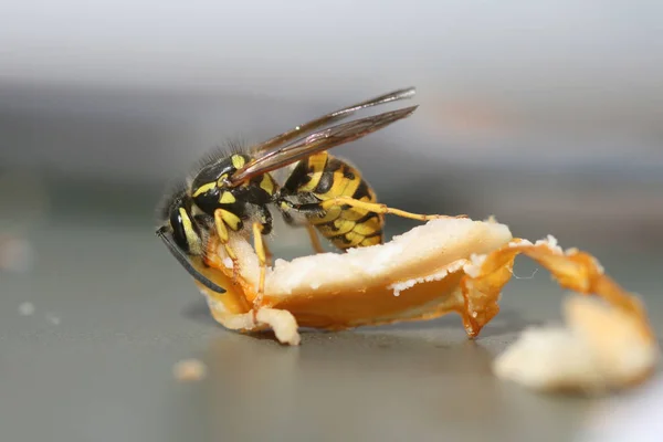 Lähikuva Ampiaisten Hyönteisistä Makro Otoksessa — kuvapankkivalokuva