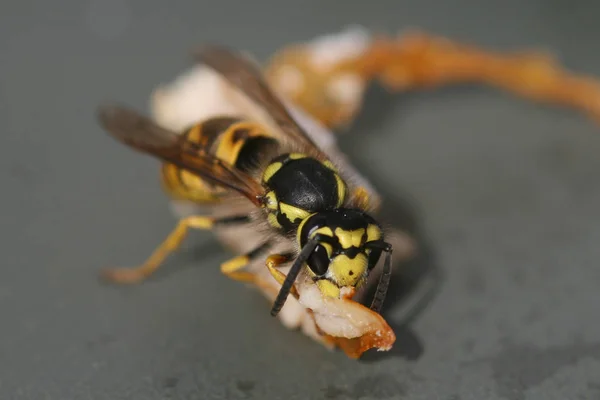 大型射击中黄蜂昆虫的特写视图 — 图库照片