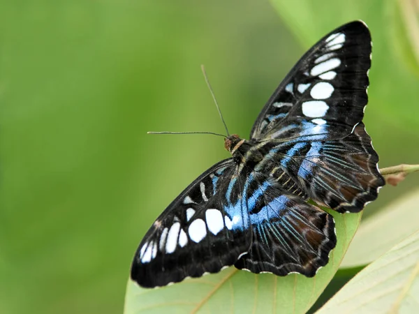 Vista Primer Plano Hermosa Mariposa Colorida — Foto de Stock