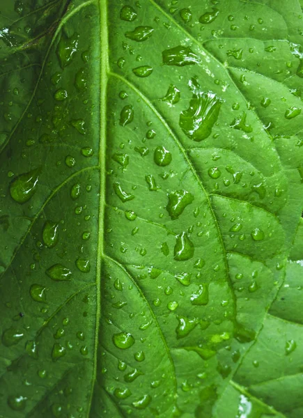 雨水浸透的叶子的遮挡 — 图库照片