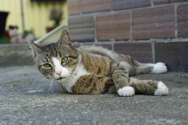 Küçük Tüylü Kedi Bıyıklı — Stok fotoğraf