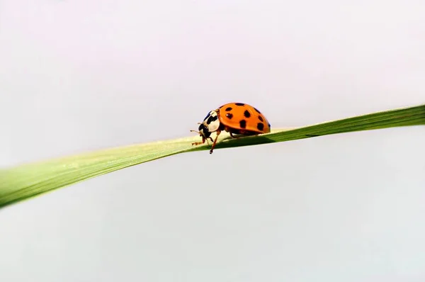 Ladybugs Блуждают Краю Листьев — стоковое фото