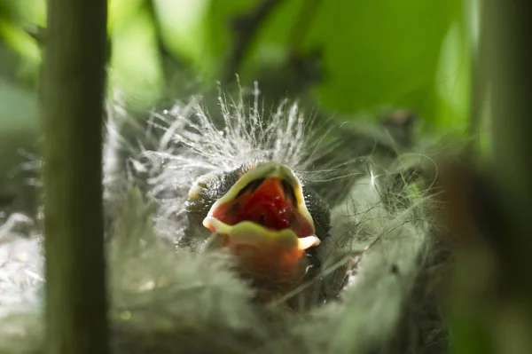 Nahaufnahme Eines Jungen Vogels Garten — Stockfoto