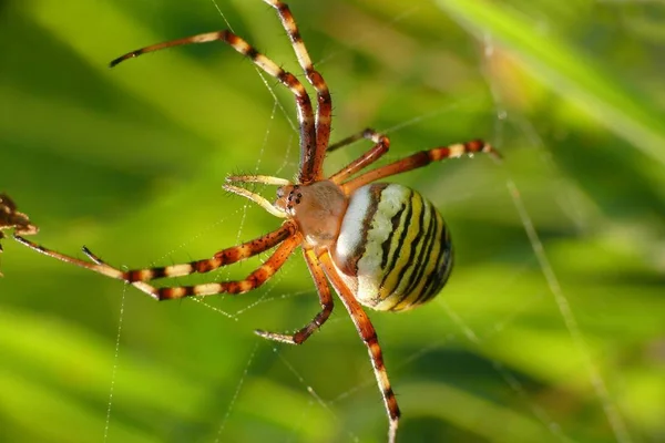 Läskigt Spindeldjur Rovdjur — Stockfoto
