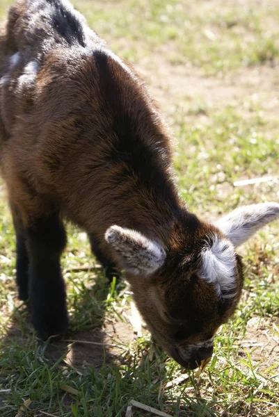 Little Goat Forage — Stock Photo, Image