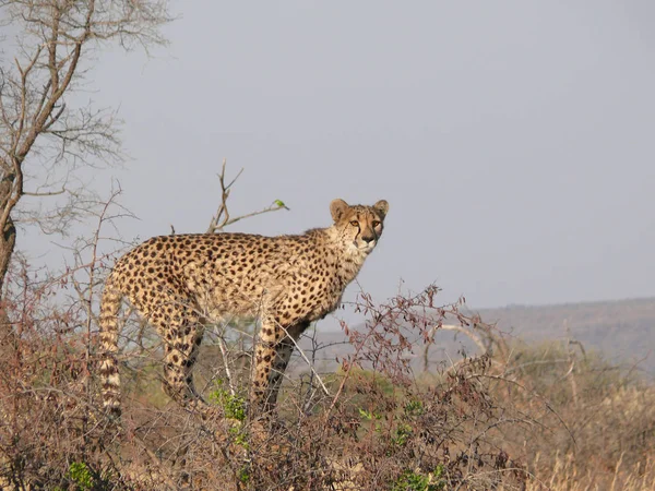 Africano Manchado Cheetah Predador Grande Gato — Fotografia de Stock