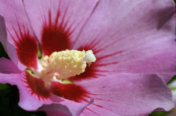 Cênica Bela Flor Hibisco Colorido — Fotografia de Stock