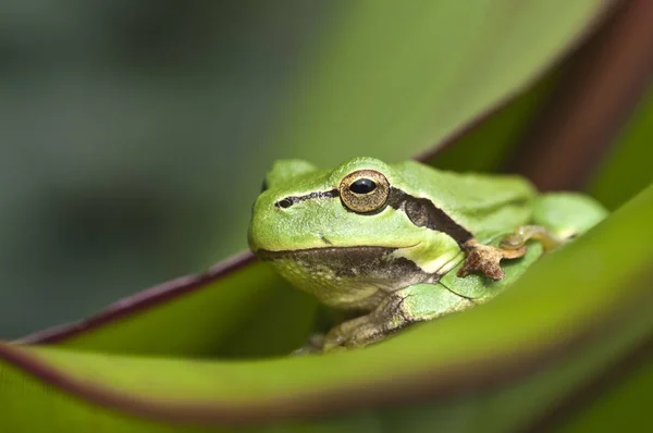 緑のカエル両生類動物動物 — ストック写真