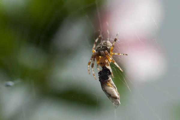 Vista Cerca Los Insectos Naturaleza — Foto de Stock