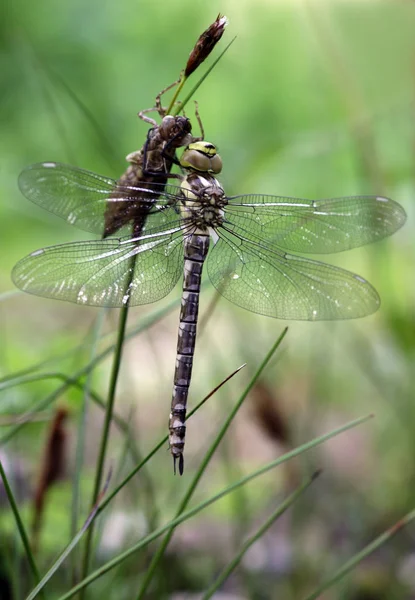 Detailní Makro Pohled Hmyz Vážky — Stock fotografie