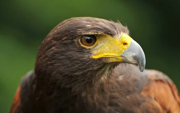 Schilderachtig Uitzicht Prachtige Adelaar Vogel Natuur — Stockfoto