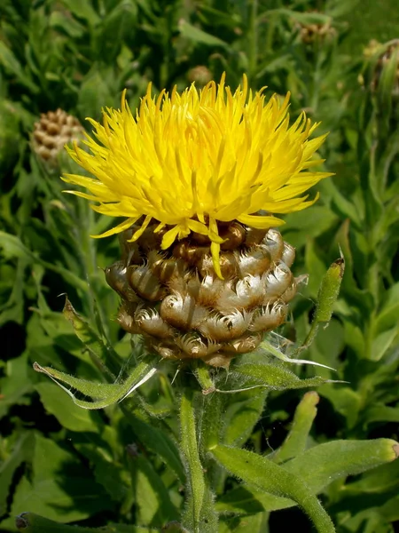 Vackra Blommor Blommigt Koncept Bakgrund — Stockfoto