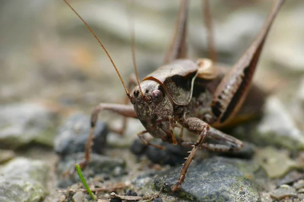 Grasshopper Insect Invertebrate Praying Bug — Stock Photo, Image