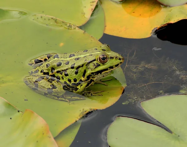 Green Edible Frog European Frog Common Water Frog — Stock Photo, Image
