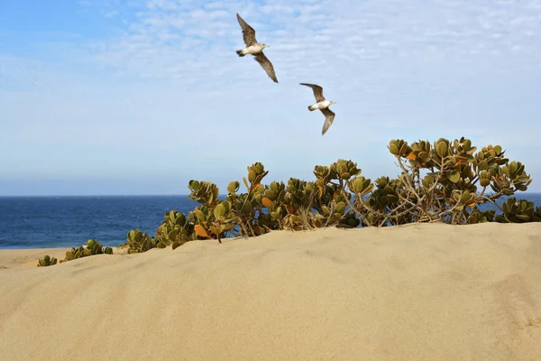 Two seagulls fly over a sand dune at the beach with the ocean in the distance. Horizontal shot.