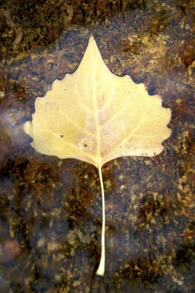 잎이서 — 스톡 사진