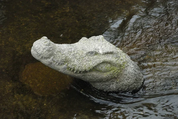 Stenen Krokodil Berlijn — Stockfoto