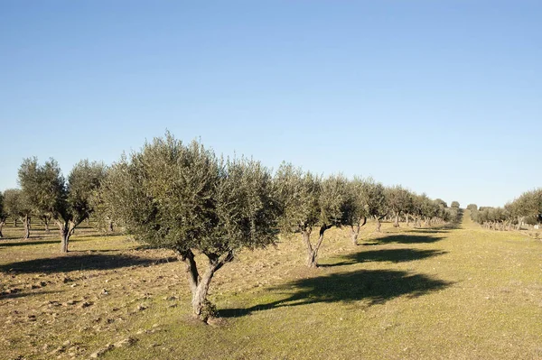 Vista Pittoresca Della Scena Della Natura — Foto Stock