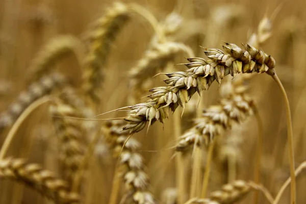 小麦的农业用地 — 图库照片