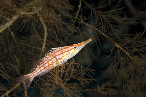 Langnasen Falkenfisch Schwarzen Korallen — Stockfoto